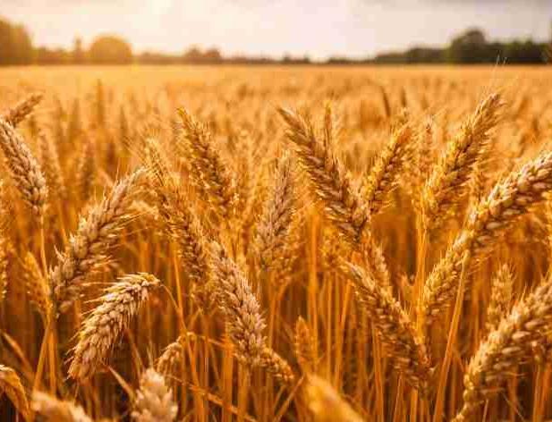 Vienkāršota tiešo maksājumu piešķiršana lauksaimniekiem